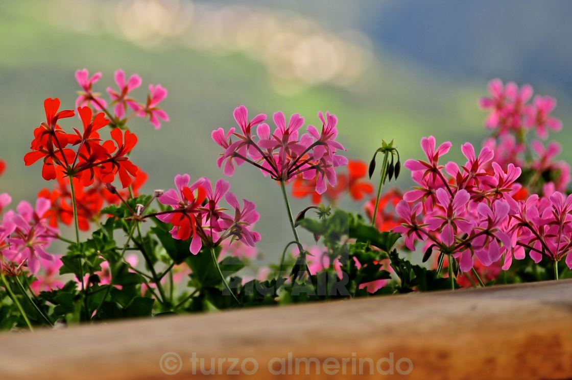 "Gerani sul balcone" by turzo almerindo - $3.06 "Gerani sul balcone" stock image