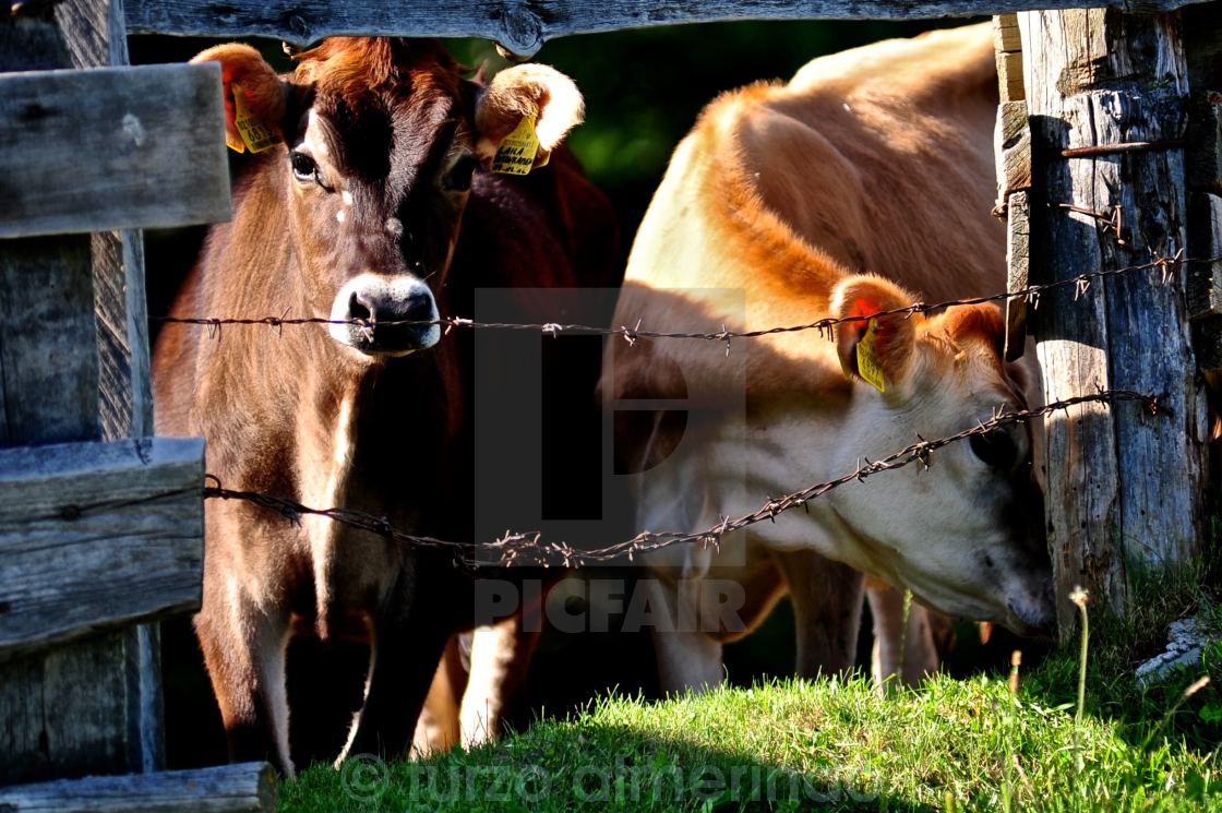 "Vitellini al pascolo nel recinto" by turzo almerindo - $3.06 "Vitellini al pascolo nel recinto" stock image