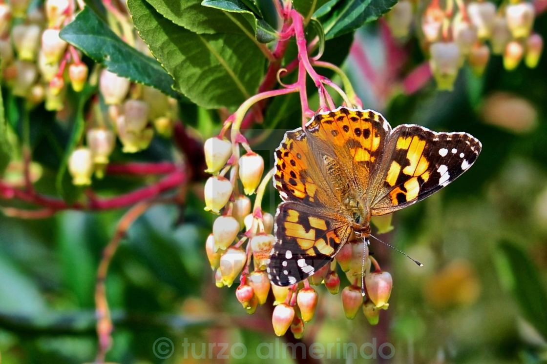 "Farfalla su infiorescenza di corbezzolo" by turzo almerindo - $7.65 "Farfalla su infiorescenza di corbezzolo" stock image