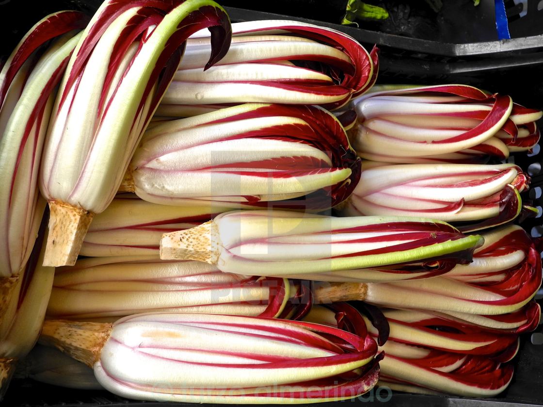 "Radicchio trevigiano tardivo" by turzo almerindo - $7.65 "Radicchio trevigiano tardivo" stock image