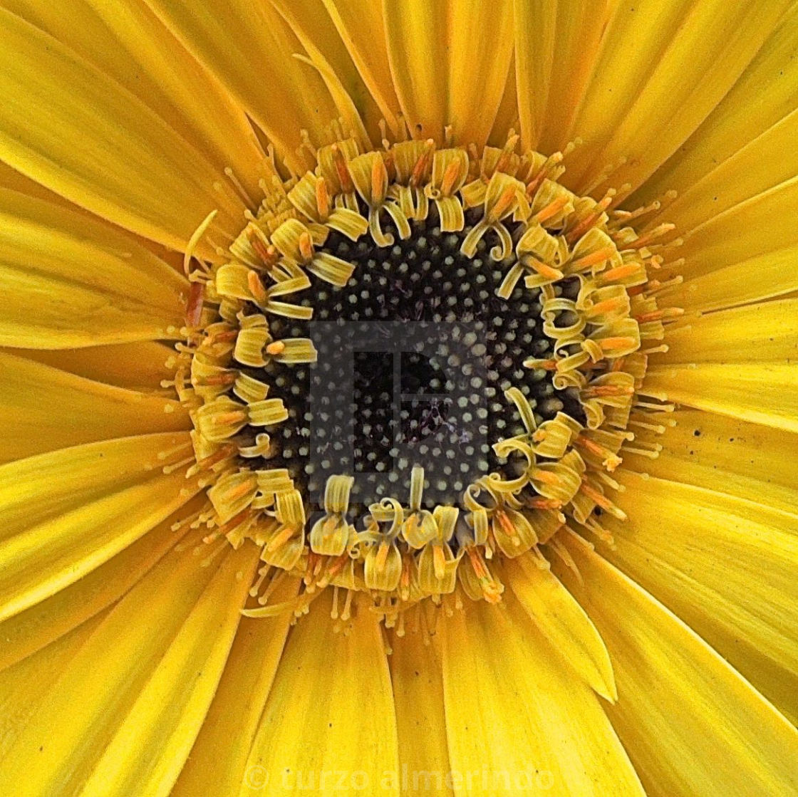 "Hearth of yellow daisy" stock image