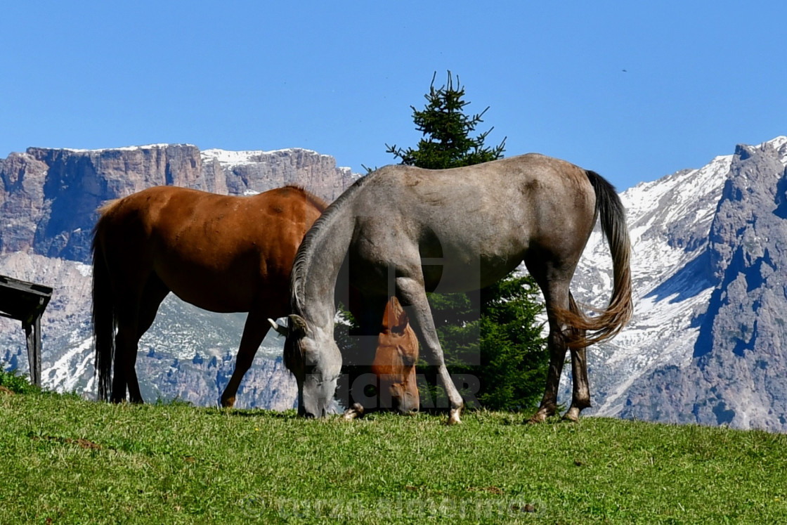 "Horses in the mountains" by turzo almerindo - $15.31 "Horses in the mountains" stock image