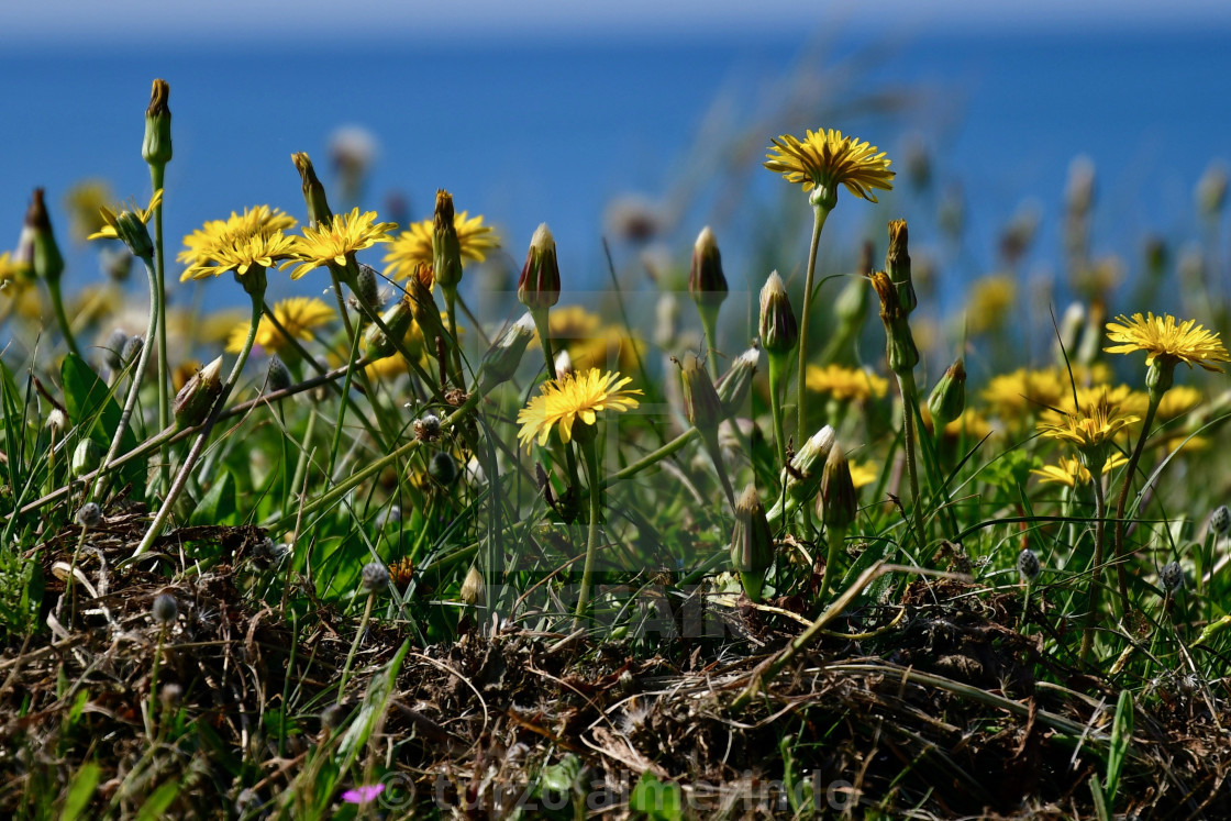 "Dandelions" by turzo almerindo - $15.31 "Dandelions" stock image