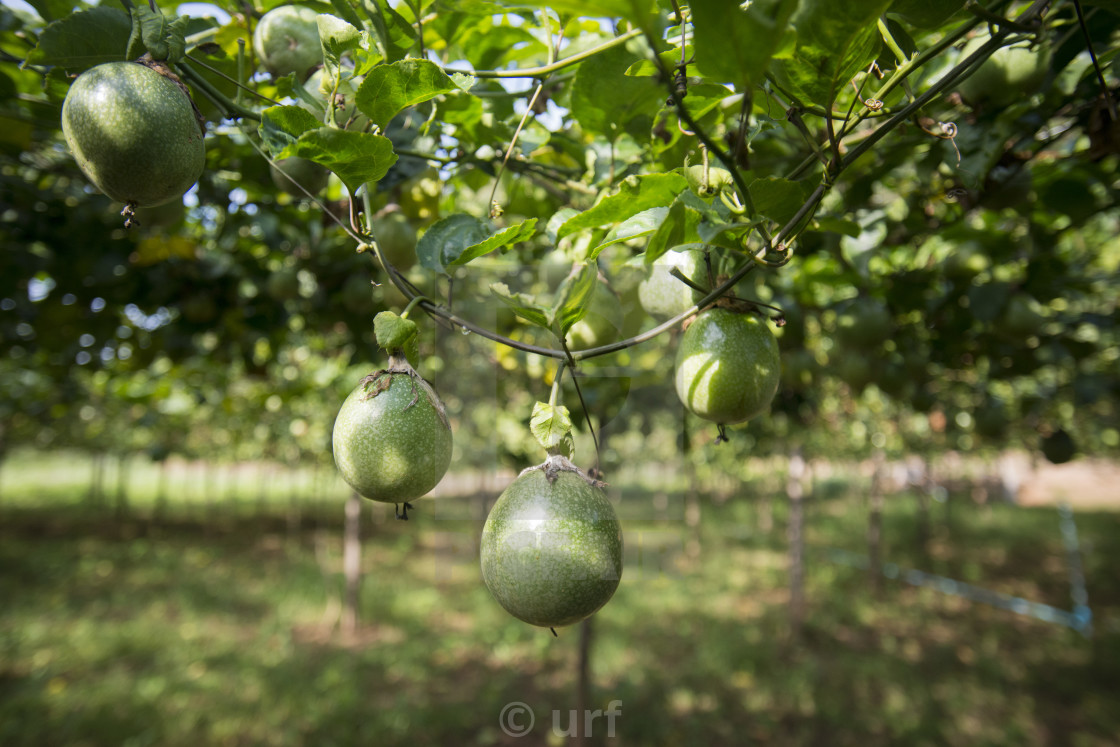 Wallpaper Thailand Chiang Rai Agriculture Papaya Plantation License Desktop Wallpaper Free