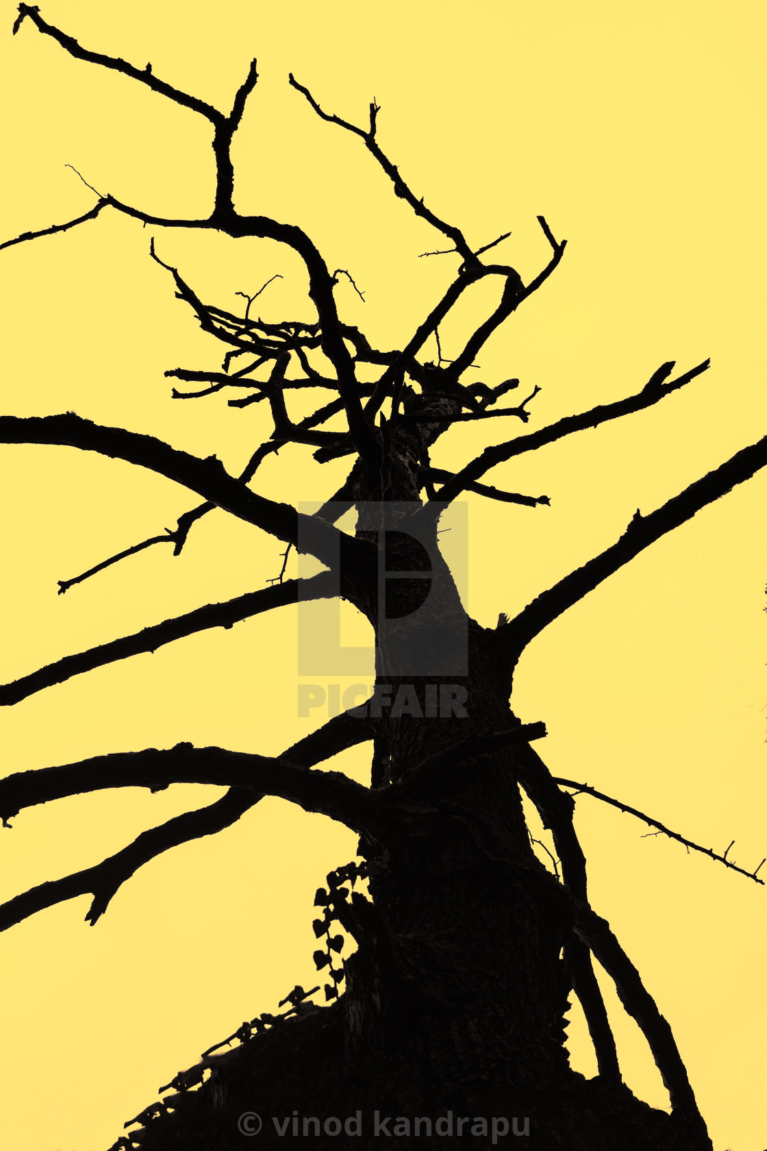 "Tree" by vinod kandrapu - $21.43 "Tree" stock image