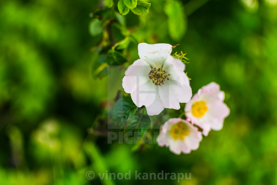 "Flower" by vinod kandrapu - $21.43 "Flower" stock image