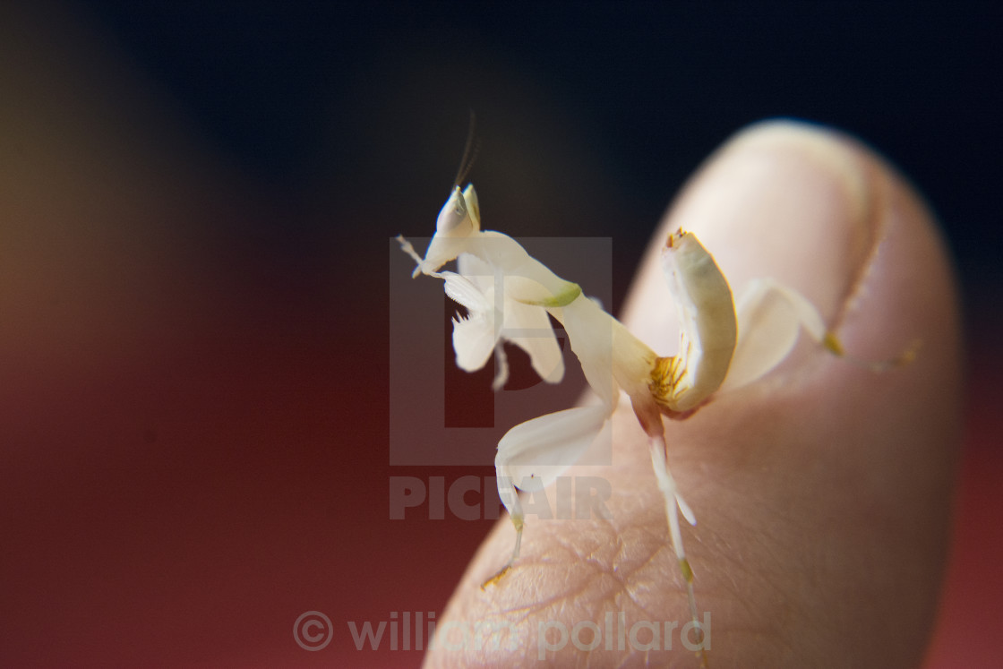 Orchid Praying Mantis License Download Or Print For 2 48 Photos Picfair