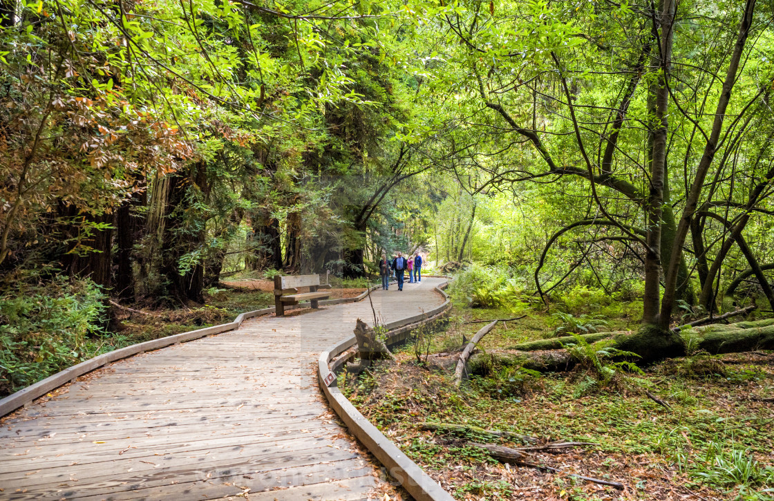 People Walking At The Muir Woods Redwoods Forest Starburst