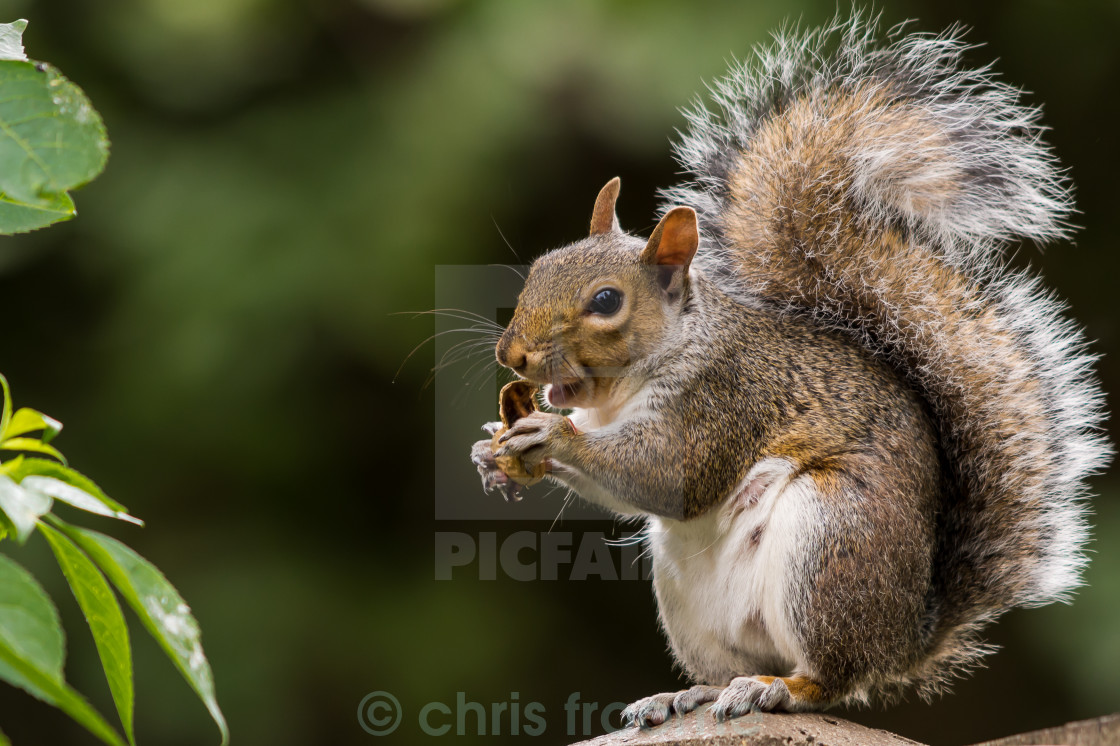 squirrel the house from up thumbs up squirrel license for 163 6 20 on picfair squirrel the house from up thumbs up squirrel license for 163 6 20 on picfair