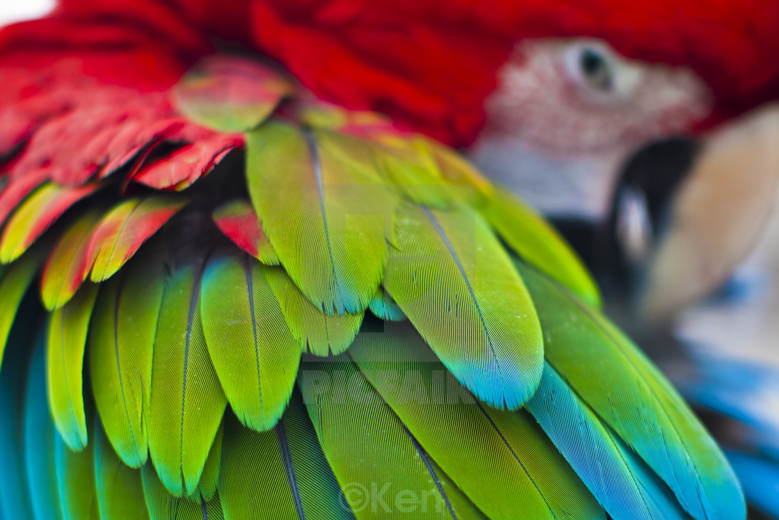 "feathers" stock image