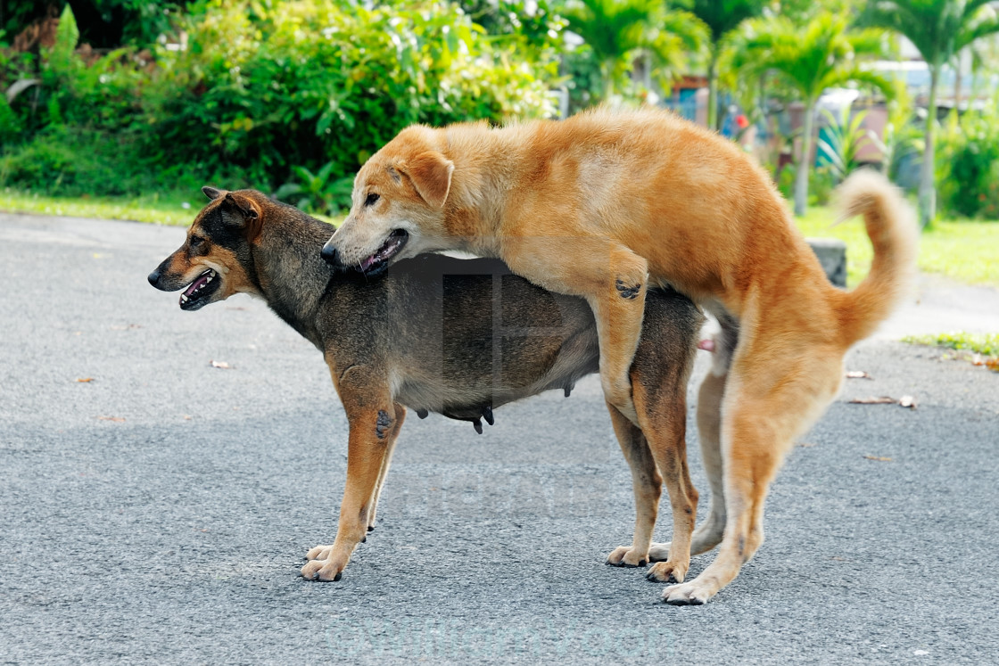 how do dogs mate how do dogs mate images how do dogs mate how do dogs mate images