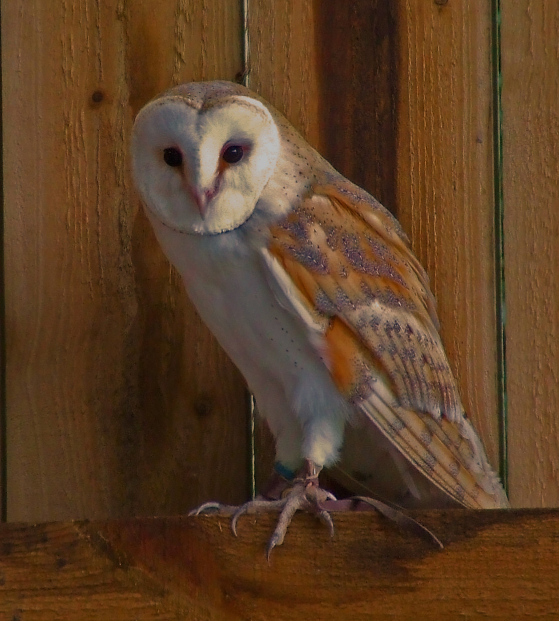 "Barn Owl" stock image