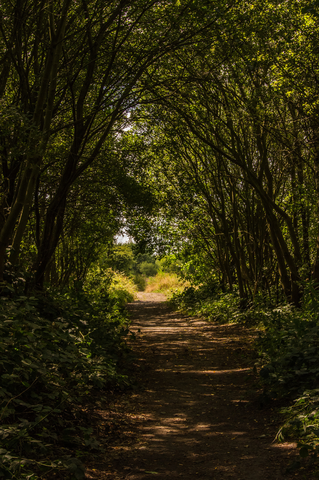 "Shady Lane" stock image