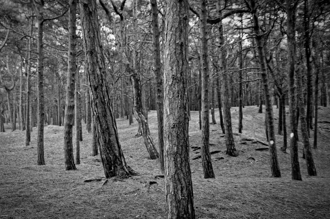 "Can't see the Tree's for the Wood's" stock image