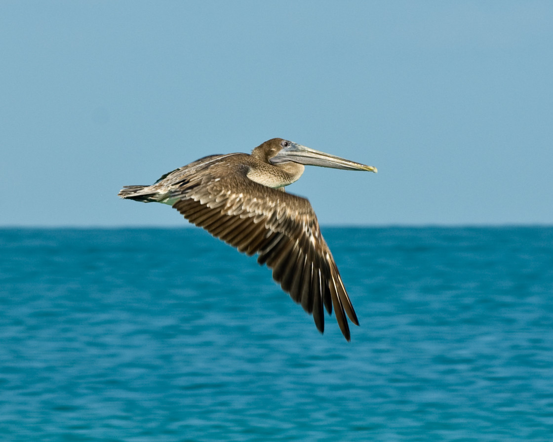 "Sea Surfer" stock image