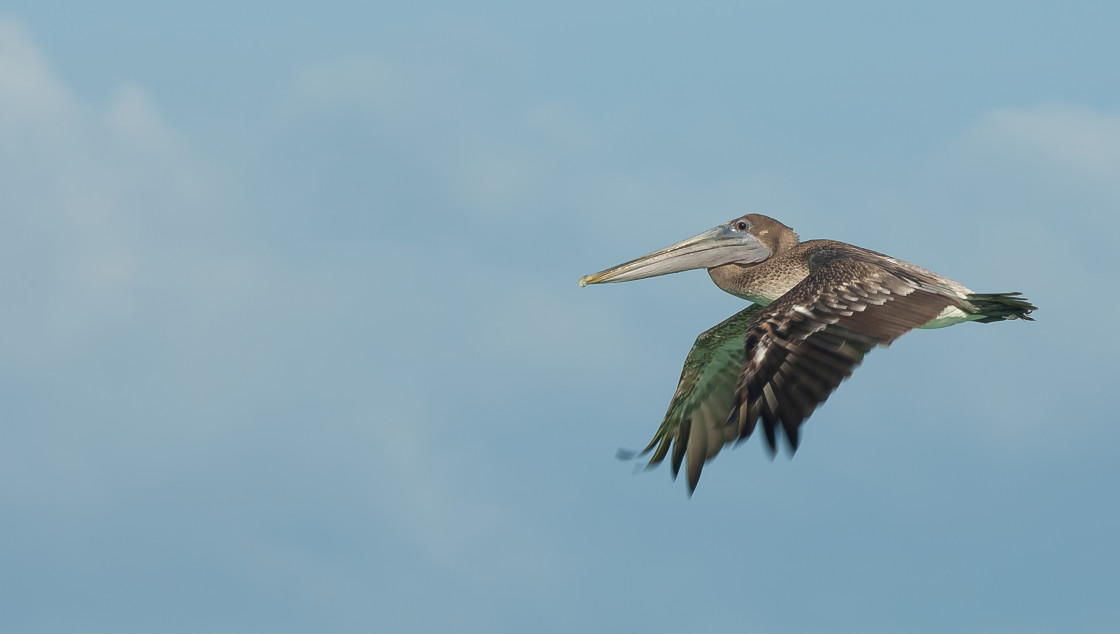 "Low Flying" stock image