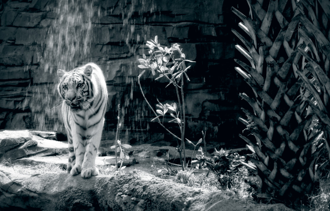 "White Tiger" stock image