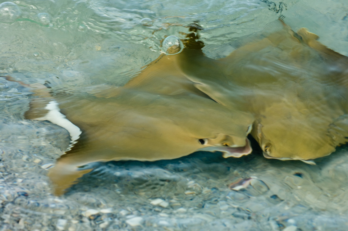 "Stingray Laugh" stock image