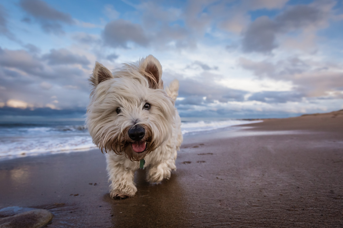 "Baxter's Beach Adventure" by Tom Lowe - $38.10 "Baxter's Beach Adventure" stock image