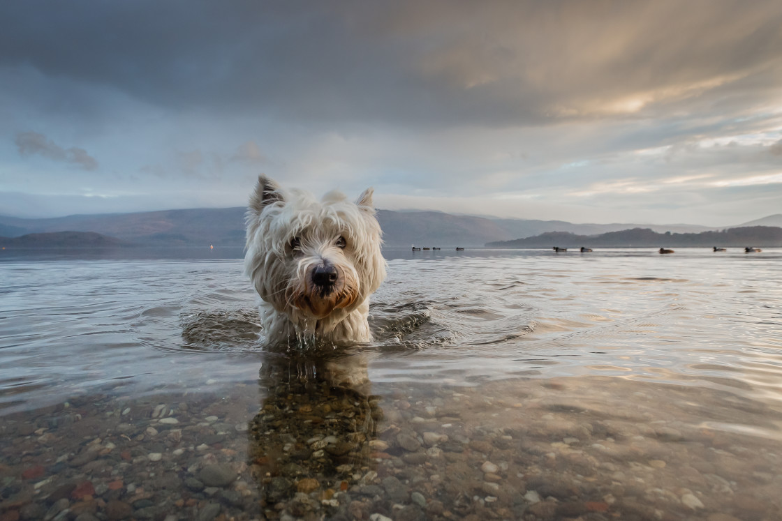 "Baxter's Highland Adventure" stock image