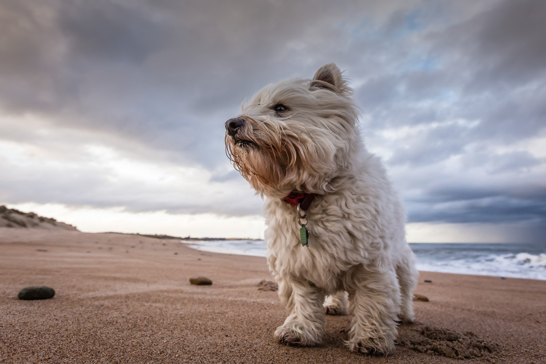 "Windswept" stock image