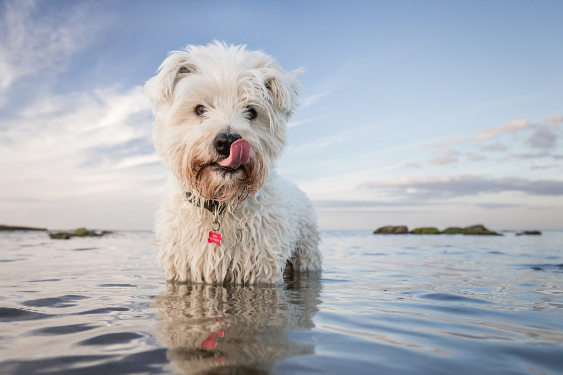 "Salty Sea Dog" stock image