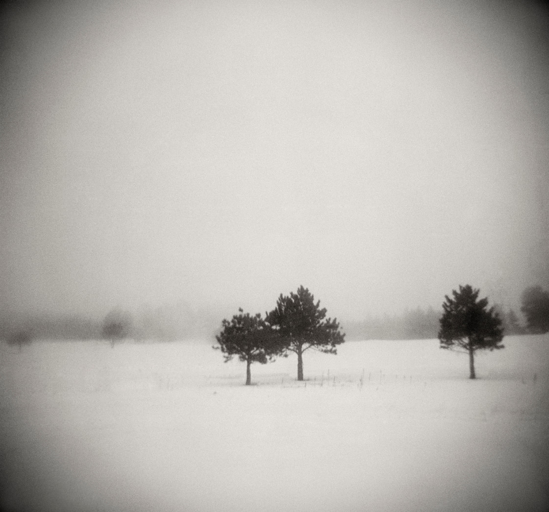 "three trees in snow" stock image