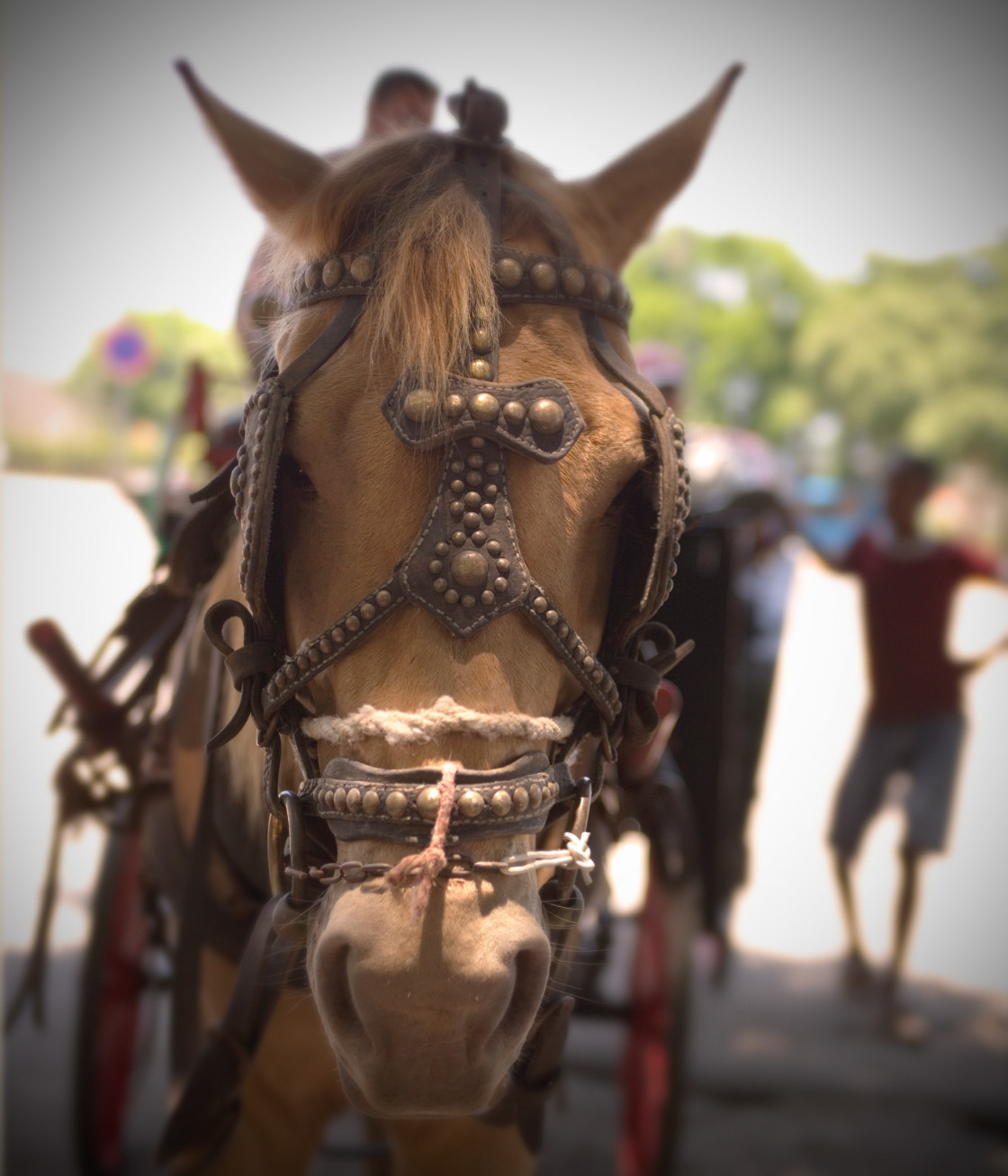 "Horse, Old Havana" stock image