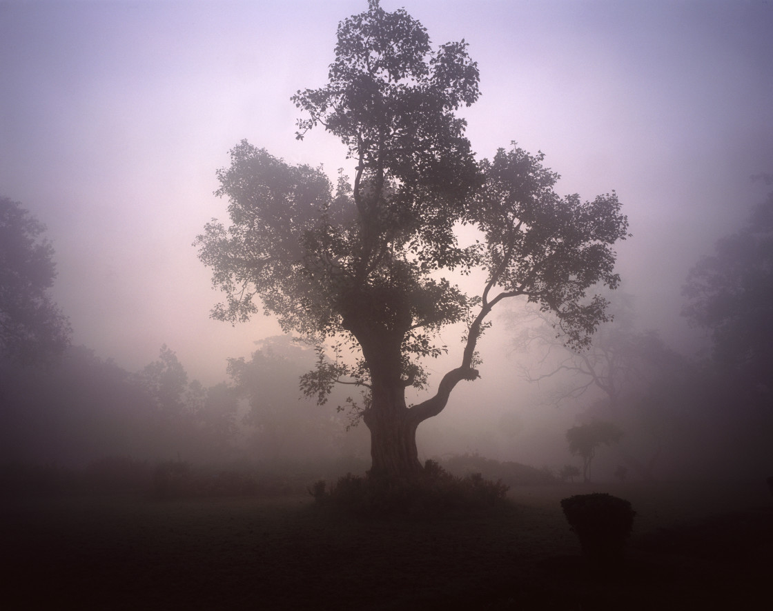 "Tree in the fog, Saravasti, India" stock image