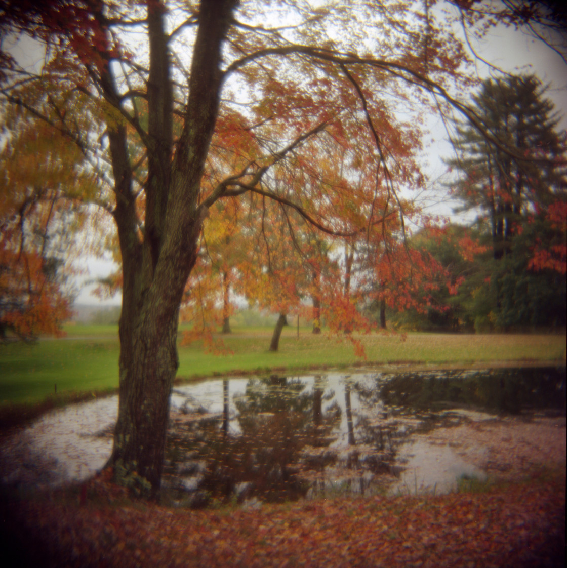 "Fall tree and pond." stock image