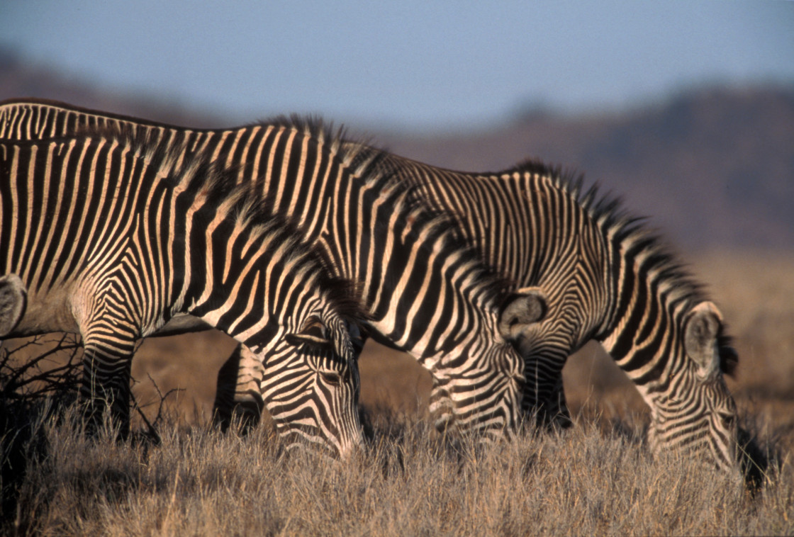 "Grevy's Zebras" stock image