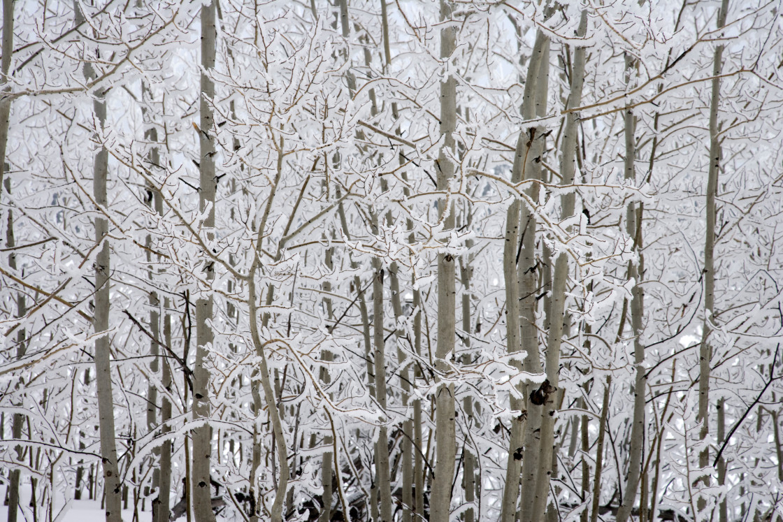 "Ice covered aspen trees" stock image