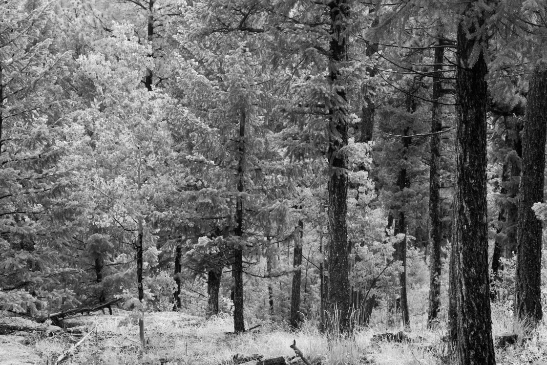 "Pine forest in winter, Colorado" stock image