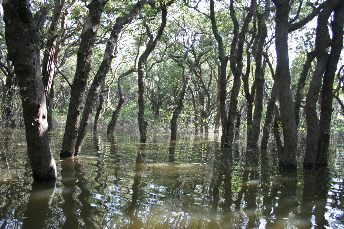 "Water forest, Cambodia" stock image