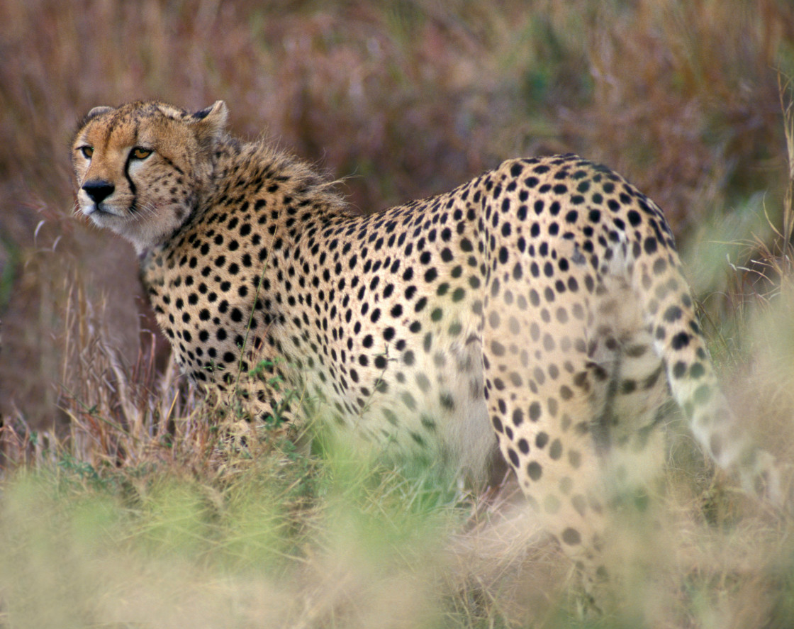 "Cheetah in grass, Kenya, Africa" stock image