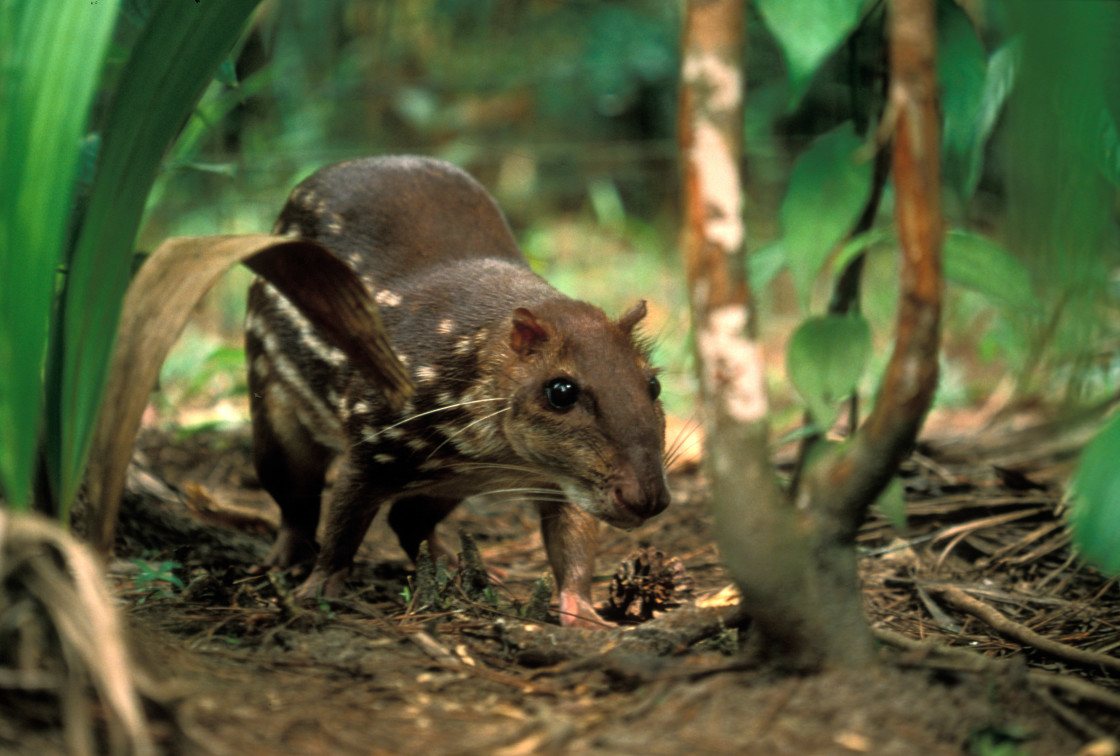 "Aguoti Paca (The Royal Rat).Belize" stock image