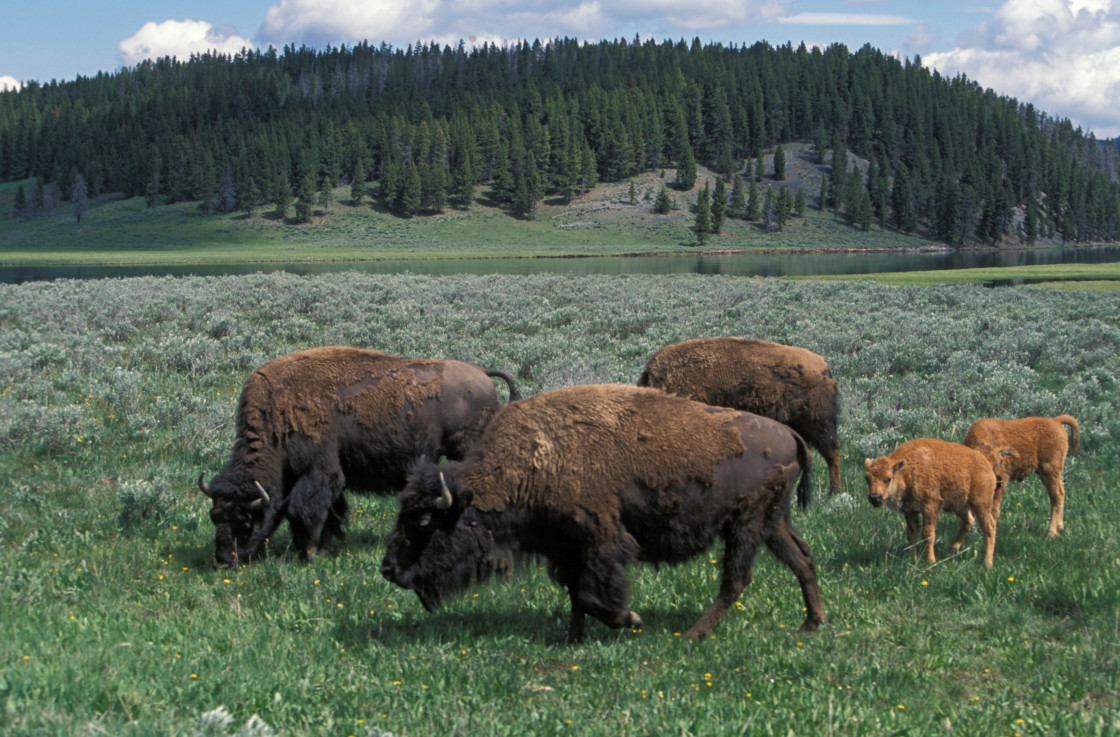 "Bison and calves.Yellowstone,National Park, Wyoming" stock image