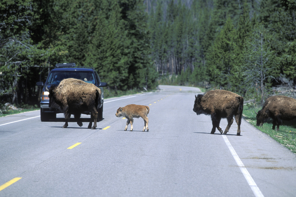 "Bison crossing road-1482" stock image