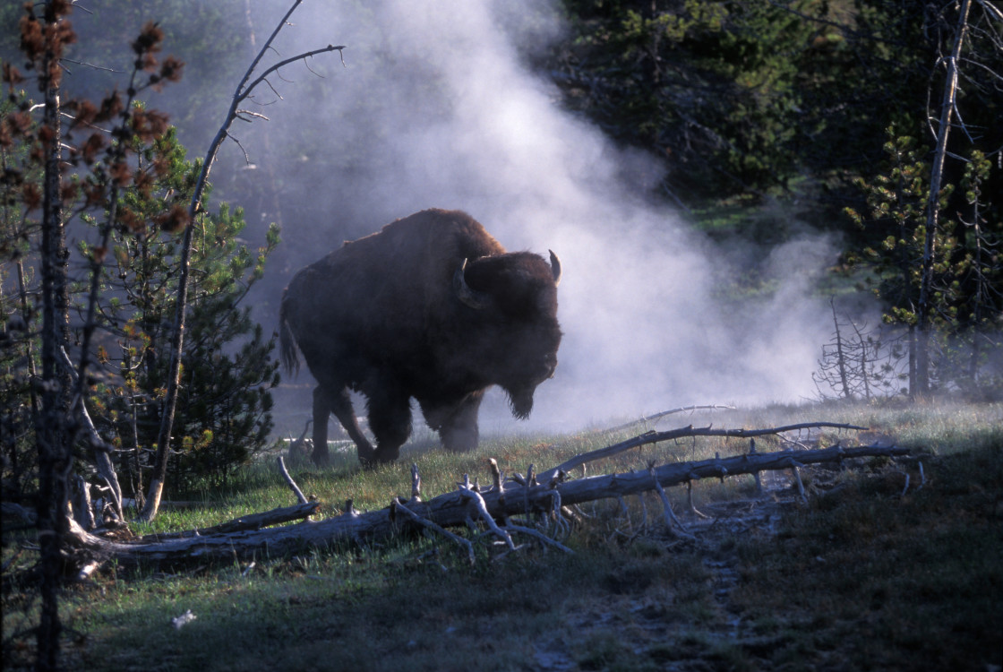 "Bison and Steam from Hot springs, yellowstone Nationat Park, Wyoming USA" stock image