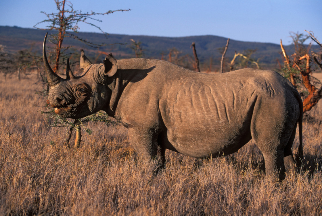 "Black Rhinocerous (endangered) Kenya, Africa" stock image