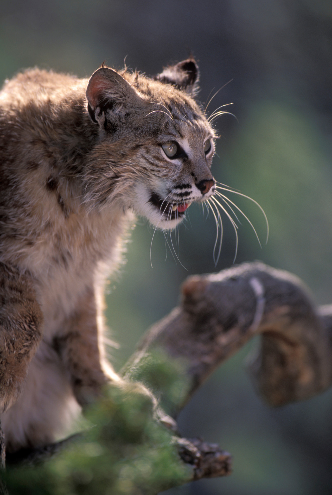 "Bobcat-1351.jpg" stock image