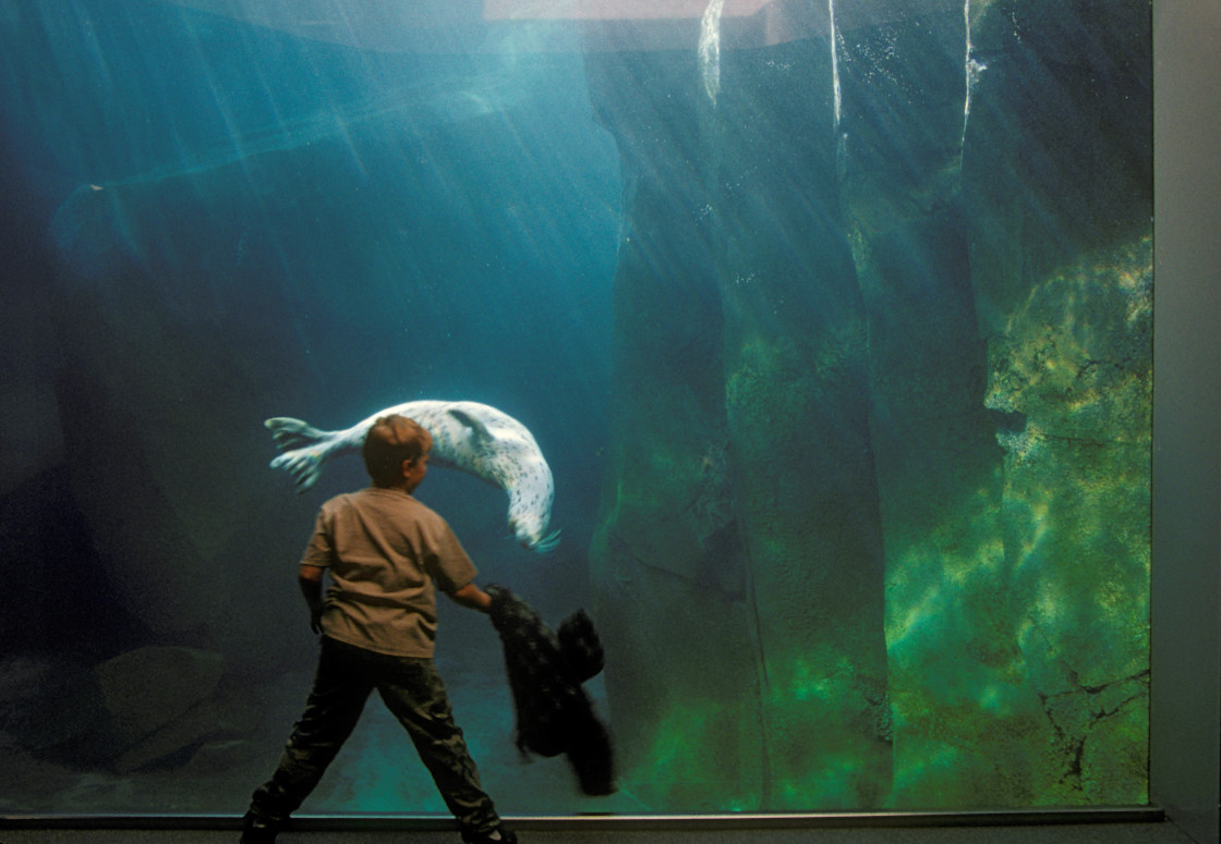 "Boy with harbor seal" stock image