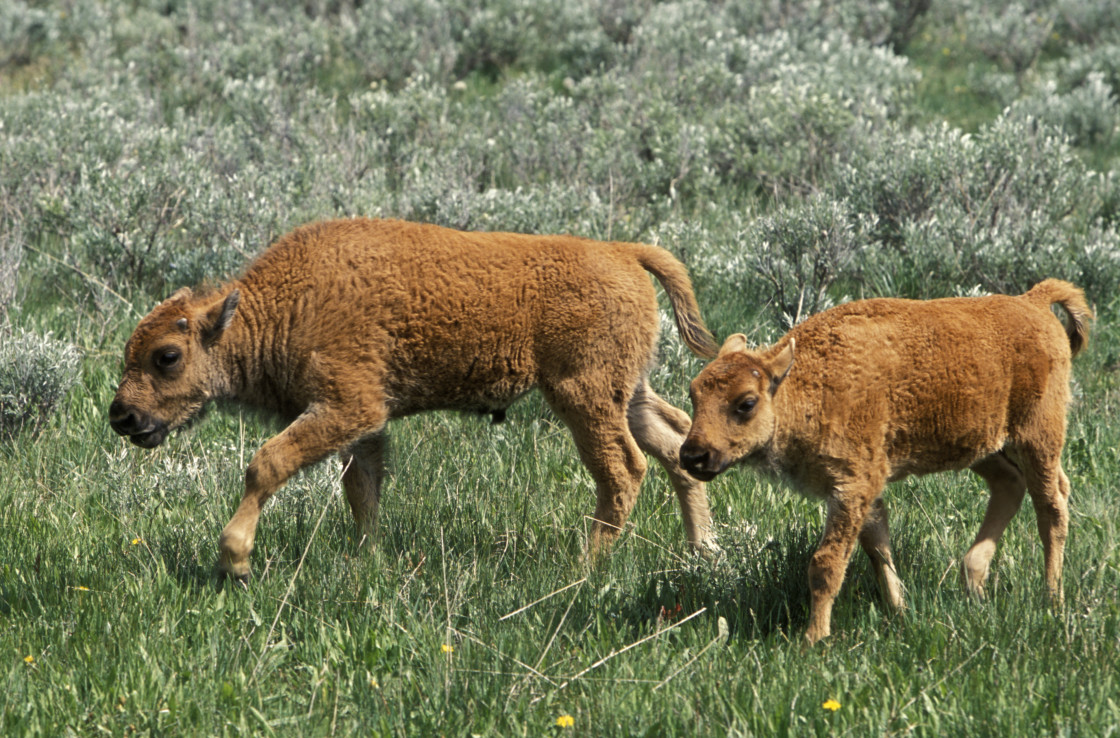 "Buffalo, Yellowstone, Wyoming" stock image