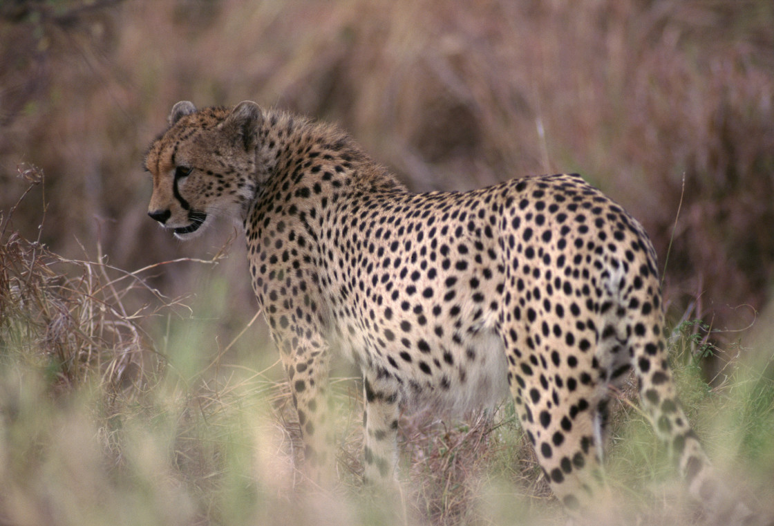 "Cheetah in grass" stock image