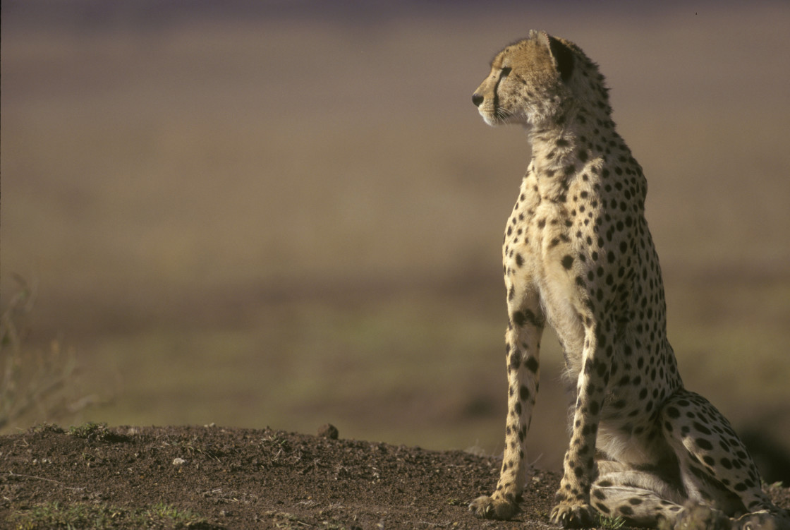 "Cheetah" stock image