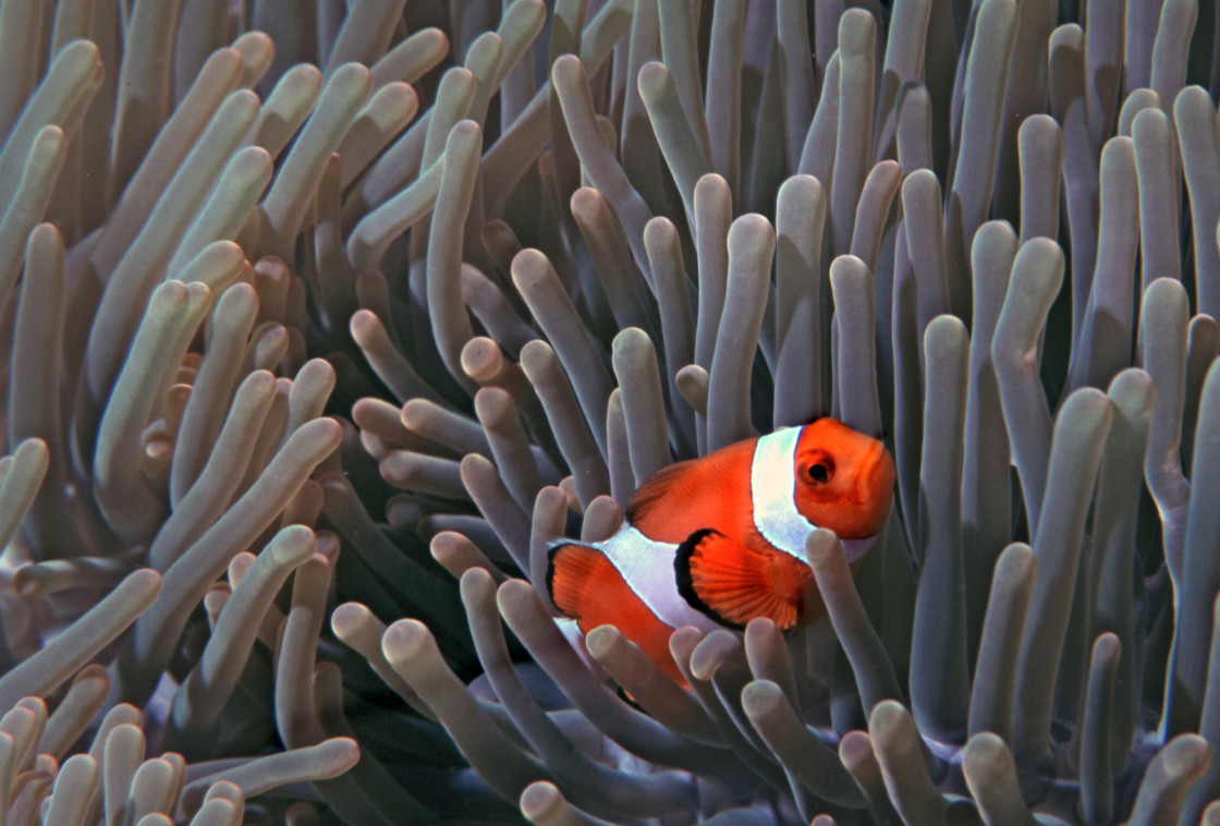 "clownfish & anemone" stock image