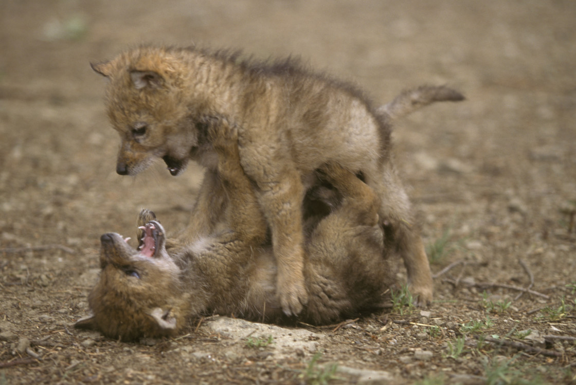 "Coyote Pups" stock image