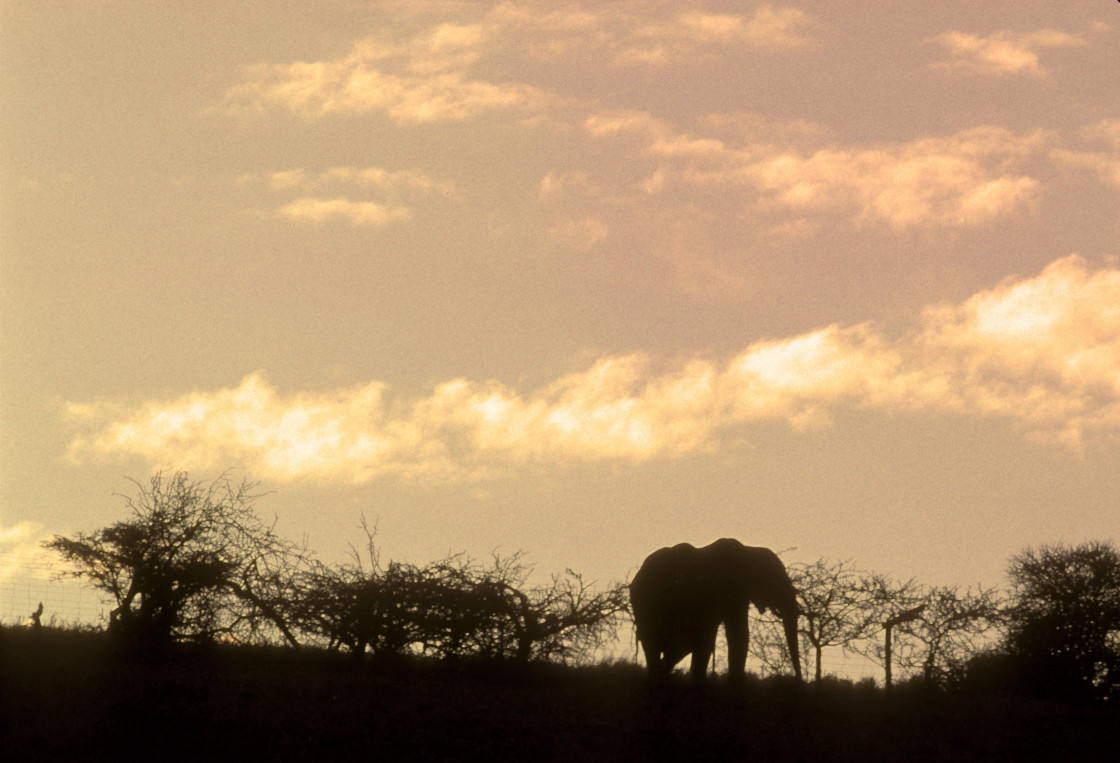 "Elephant Silhouette Kenya, Africa" stock image