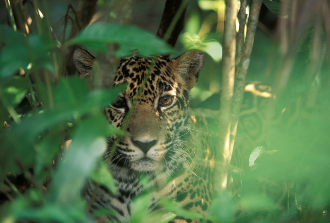 "Jaguar, Belize-6628" stock image