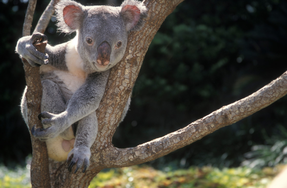 "Koala Bear" stock image